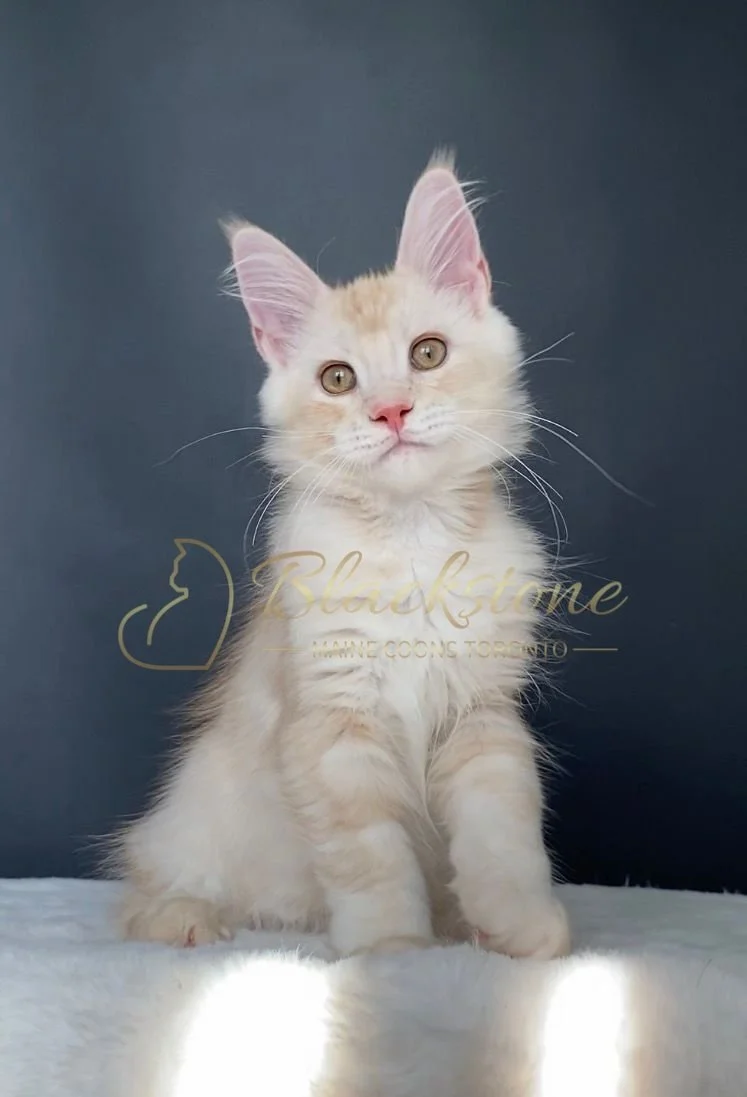 eZy Watermark_29-03-2026_08-15-18-1390PM.JPG