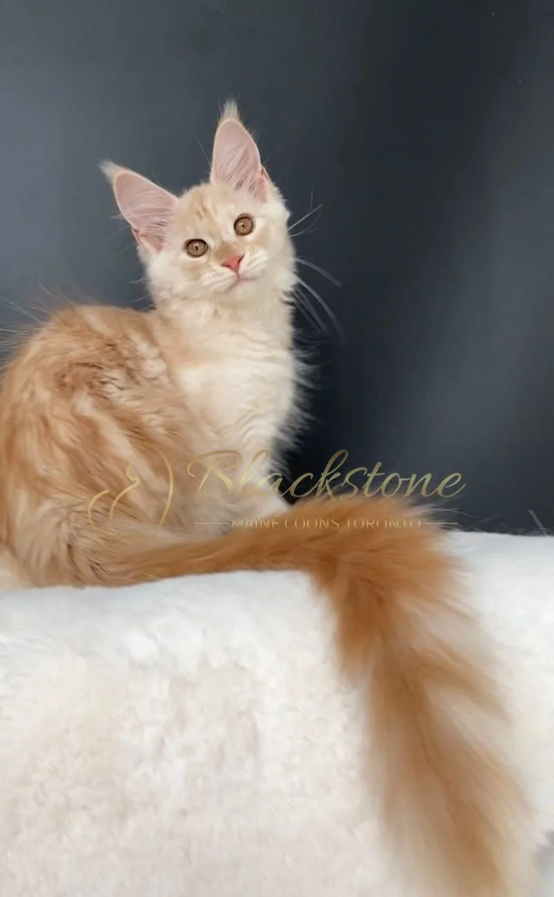 eZy Watermark_29-03-2026_08-23-12-3960PM.JPG