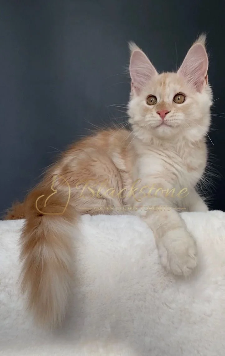 eZy Watermark_29-03-2026_08-23-12-4980PM.JPG