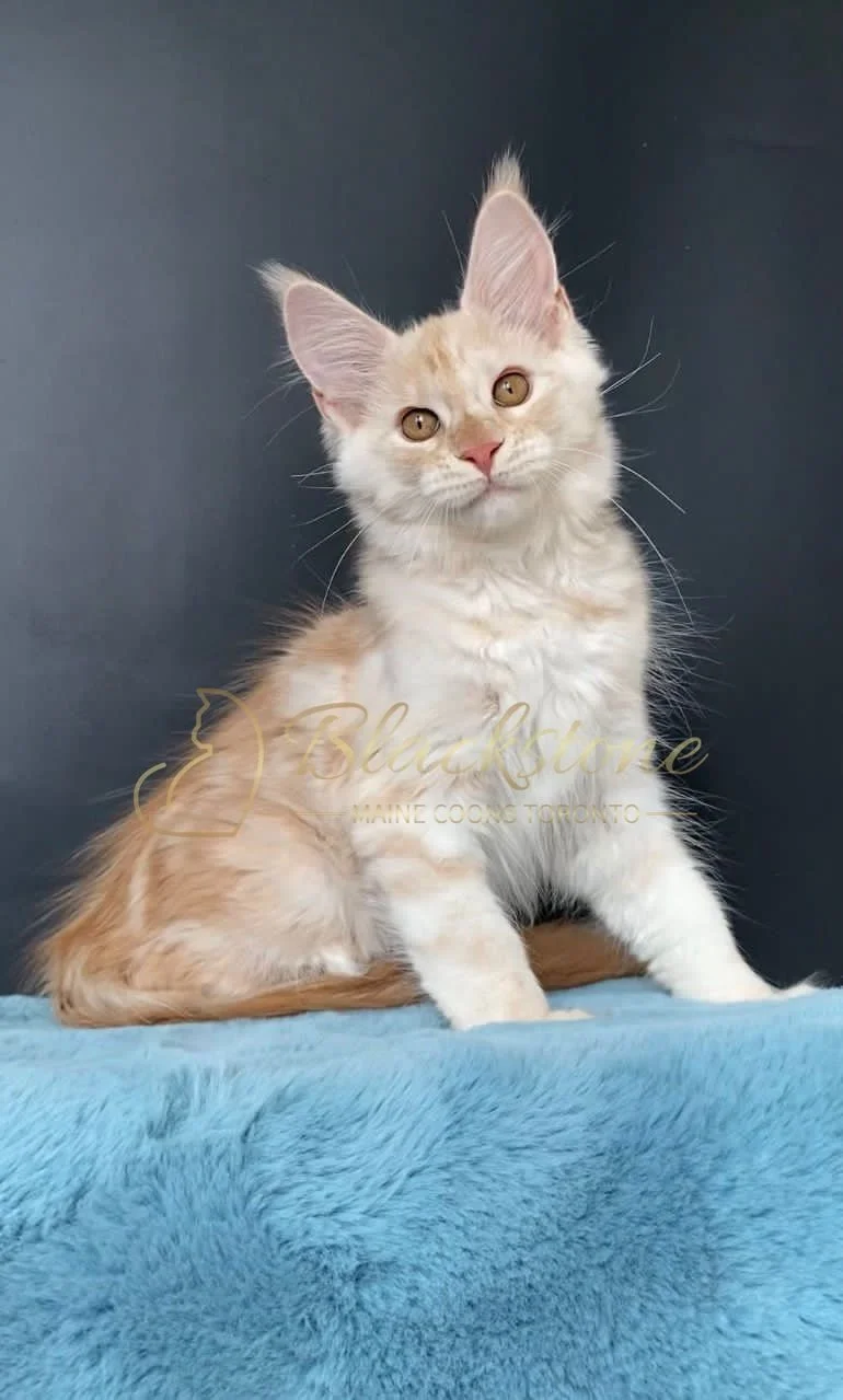 eZy Watermark_29-03-2026_08-23-12-5690PM.JPG