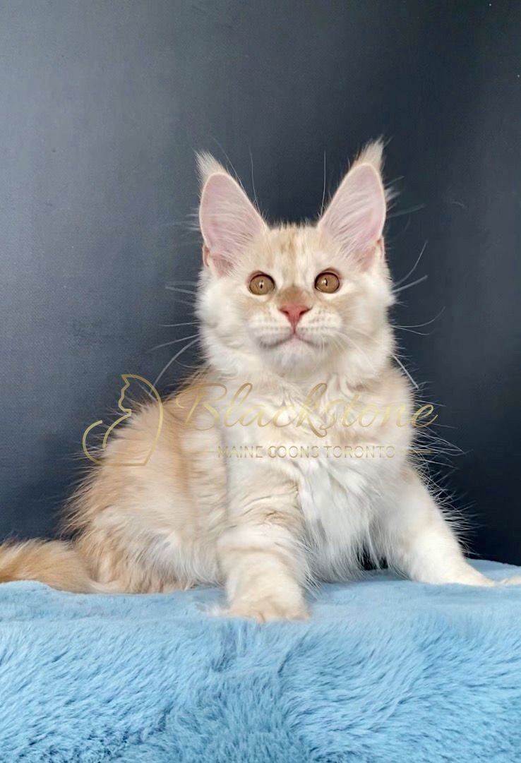 eZy Watermark_29-03-2026_08-23-12-6380PM.jpg