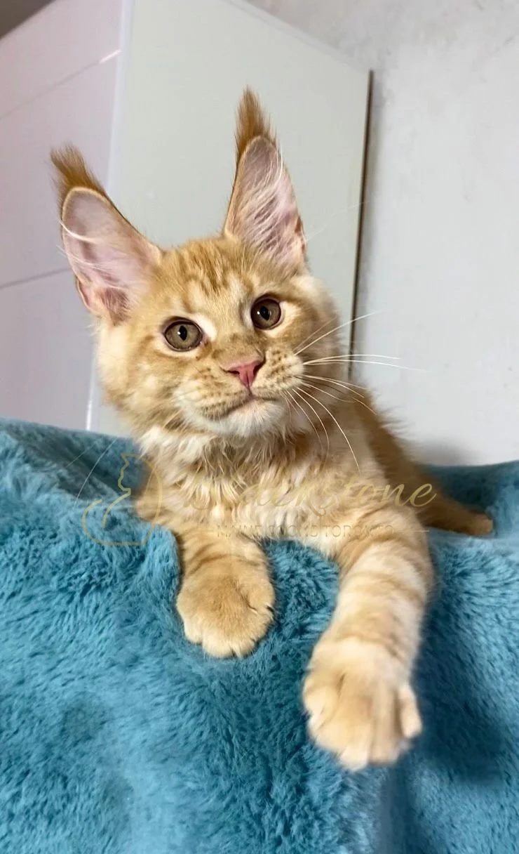 eZy Watermark_29-03-2026_08-44-56-4540PM.JPG