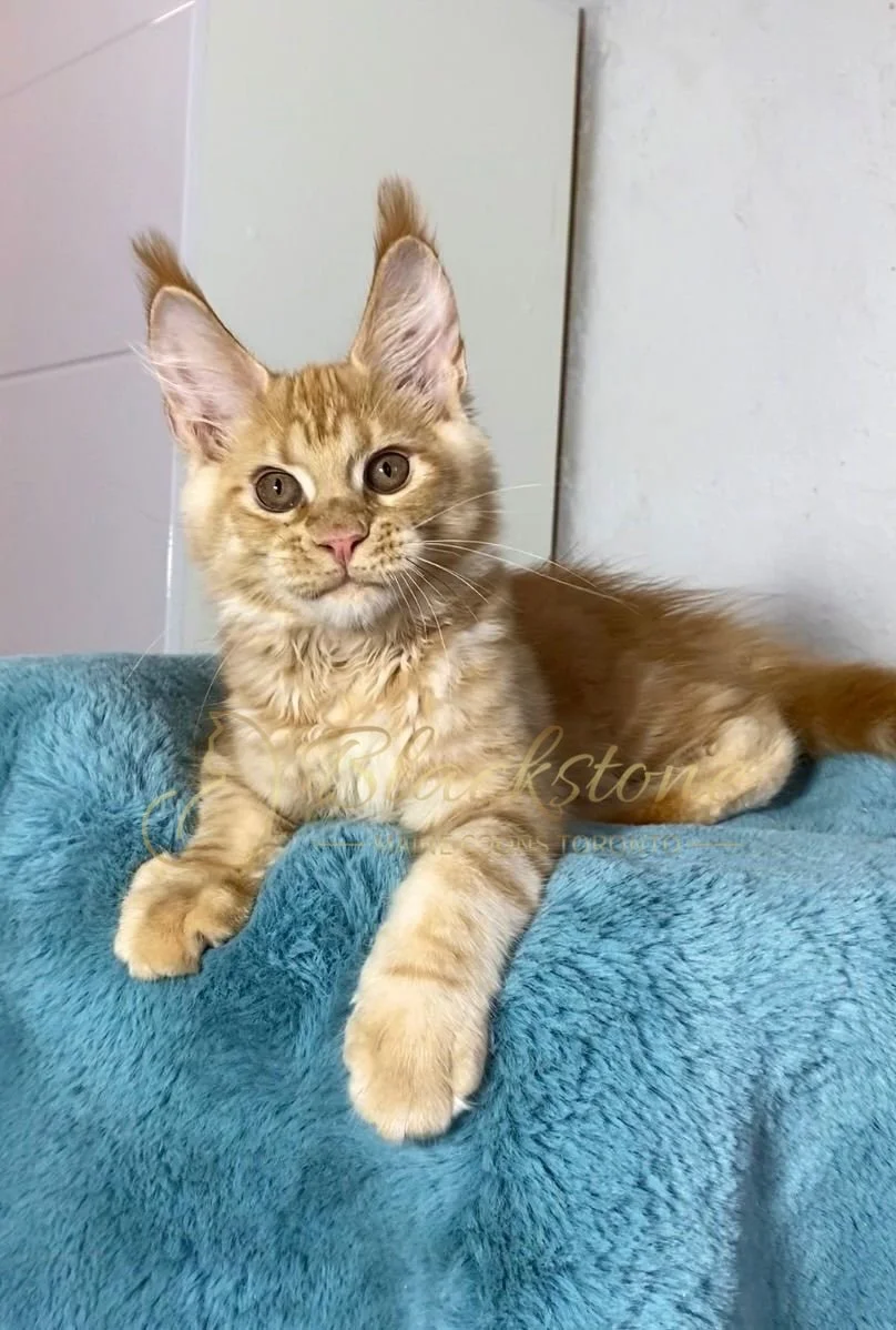 eZy Watermark_29-03-2026_08-44-56-5350PM.JPG