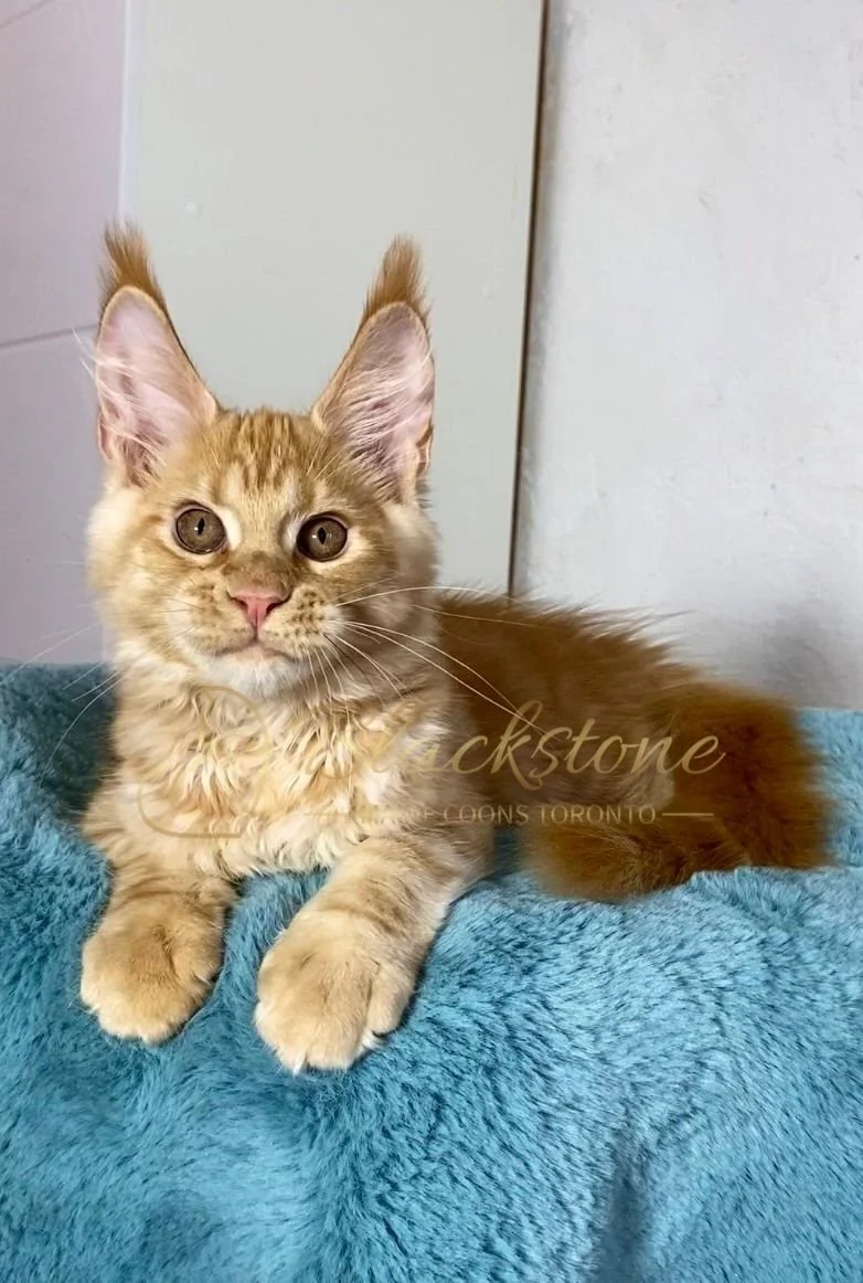 eZy Watermark_29-03-2026_08-44-56-6090PM.JPG