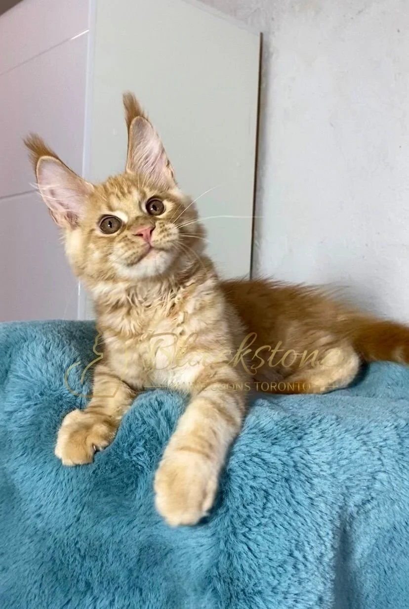 eZy Watermark_29-03-2026_08-44-56-6840PM.JPG