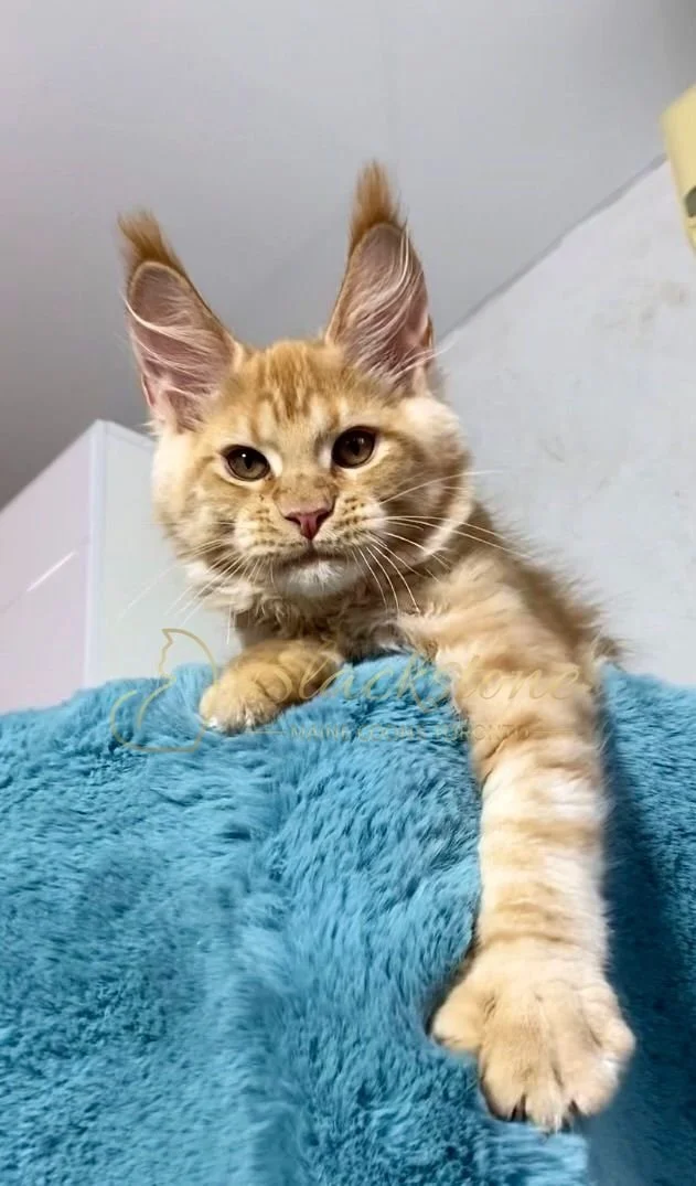 eZy Watermark_29-03-2026_08-44-56-7520PM.JPG