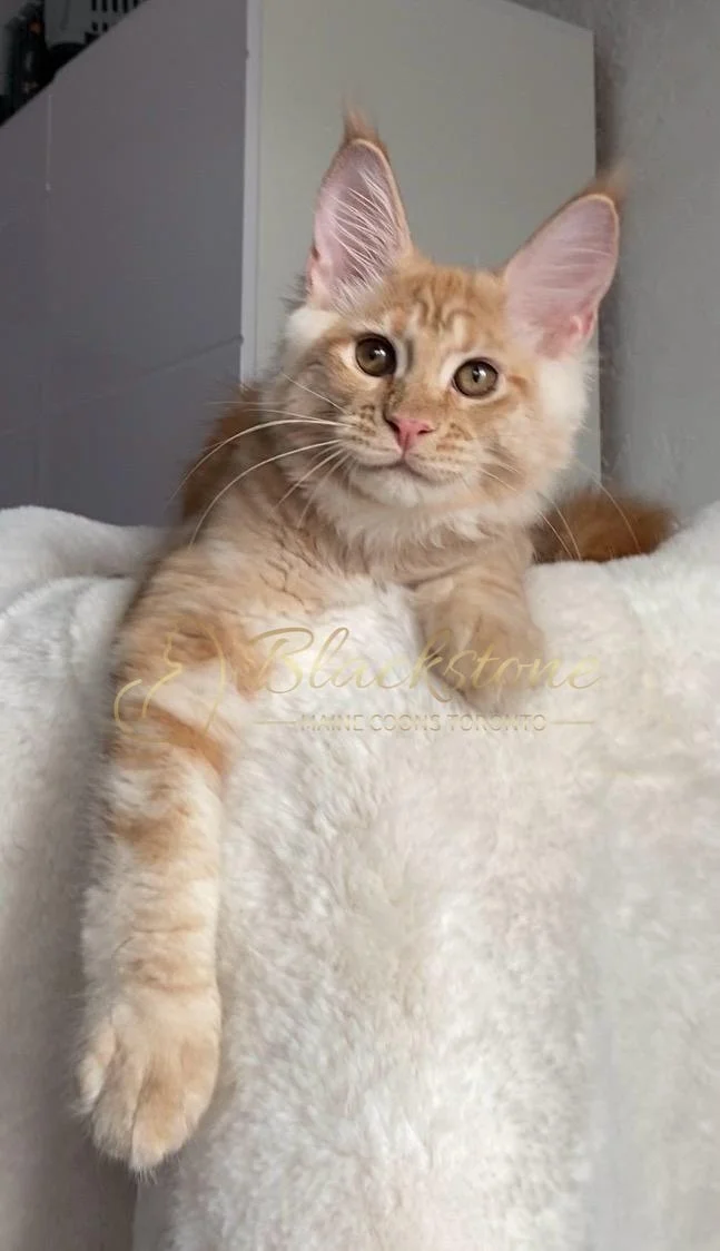 eZy Watermark_29-03-2026_09-20-56-0890PM.JPG