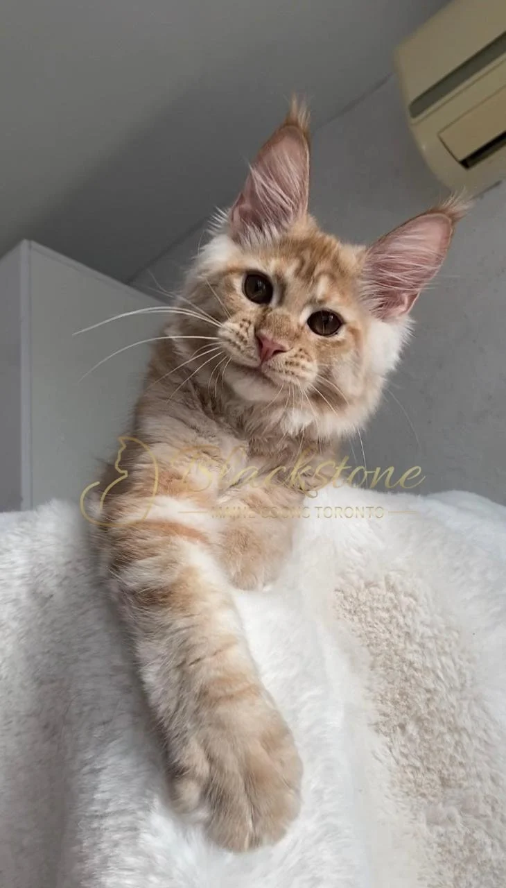 eZy Watermark_29-03-2026_09-20-55-9800PM.JPG