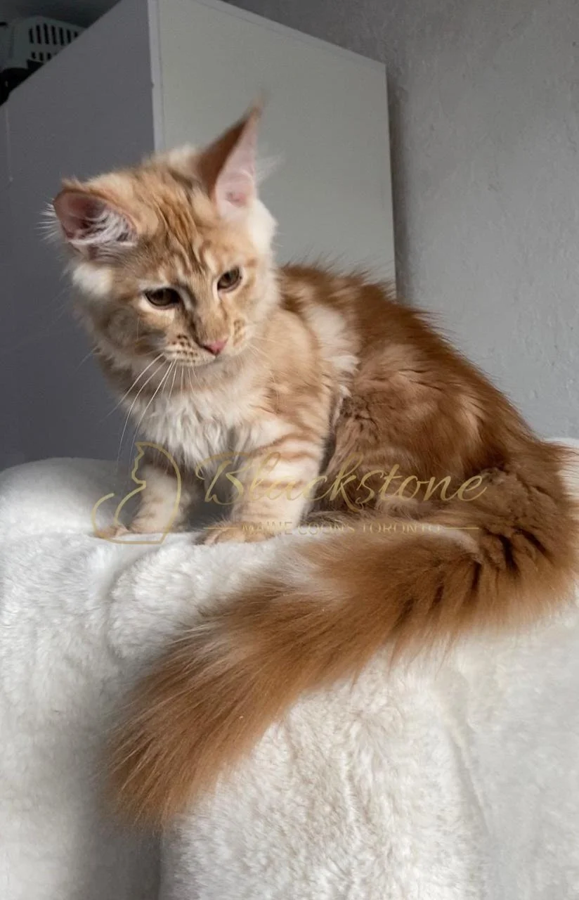 eZy Watermark_29-03-2026_09-20-56-1650PM.JPG