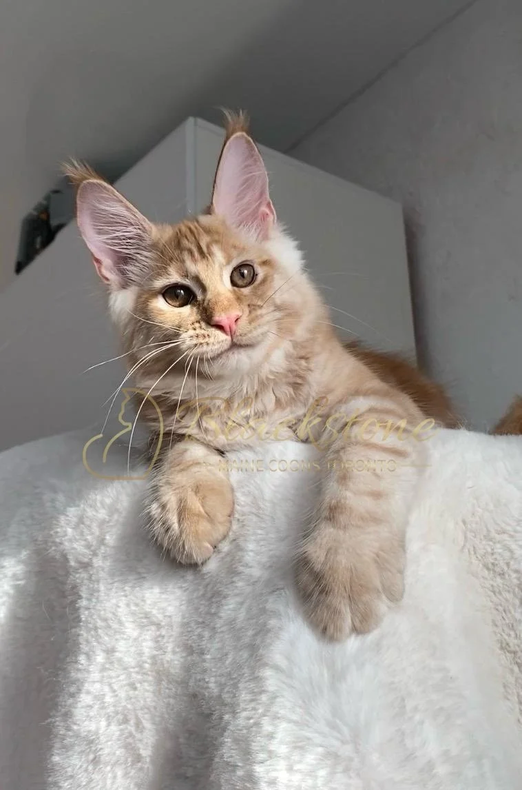 eZy Watermark_29-03-2026_09-20-56-4030PM.JPG