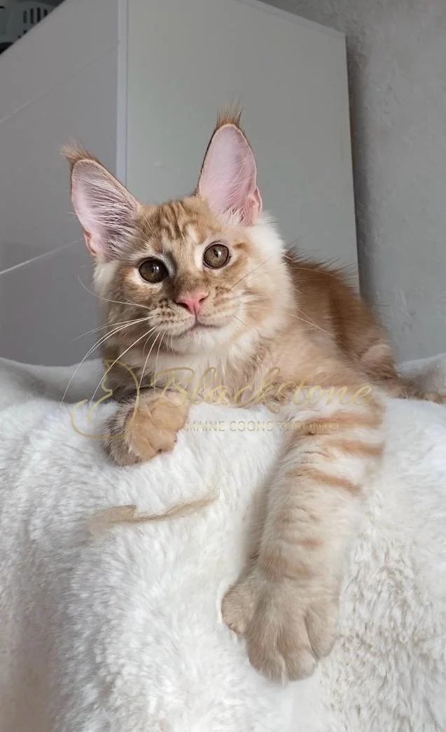 eZy Watermark_29-03-2026_09-20-56-4730PM.JPG