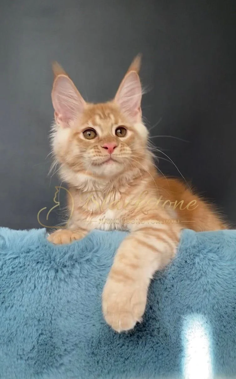 eZy Watermark_29-03-2026_09-20-56-5540PM.JPG