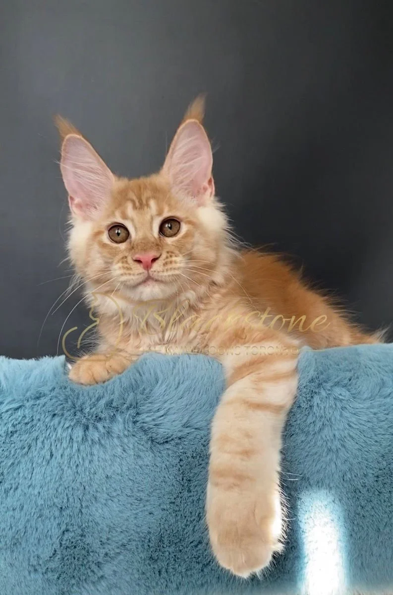 eZy Watermark_29-03-2026_09-20-56-6270PM.JPG