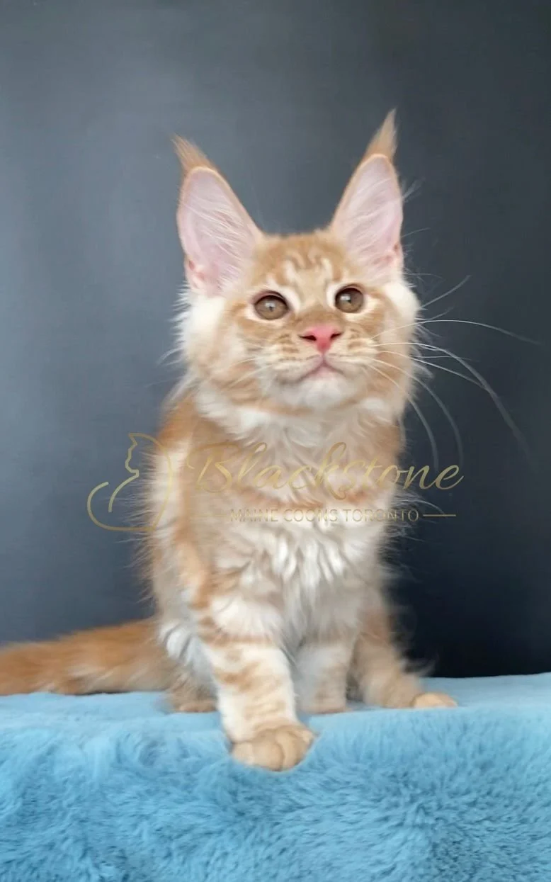 eZy Watermark_29-03-2026_09-20-56-7060PM.JPG