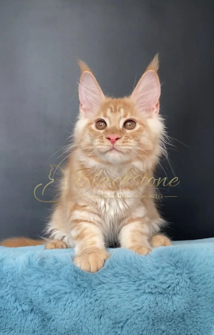 eZy Watermark_29-03-2026_09-20-56-7810PM.JPG