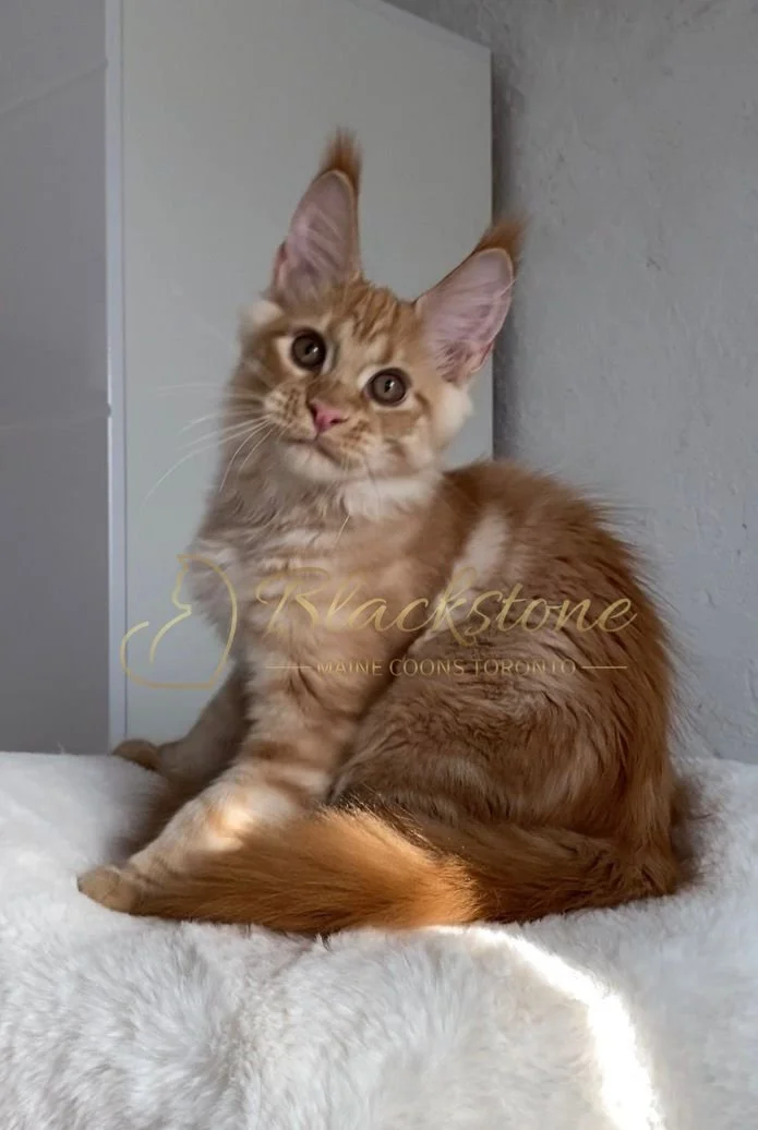 eZy Watermark_29-03-2026_09-24-40-0850PM.JPG