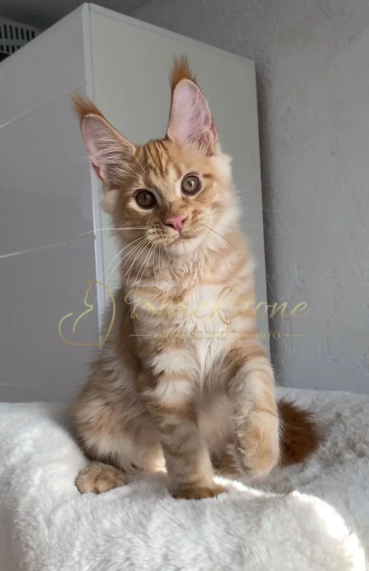 eZy Watermark_29-03-2026_09-24-39-9280PM.JPG