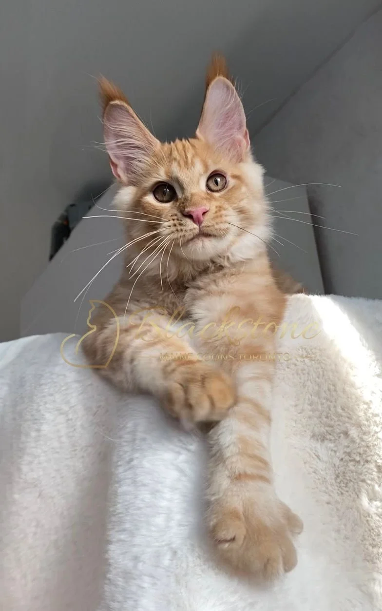 eZy Watermark_29-03-2026_09-24-40-1590PM.JPG