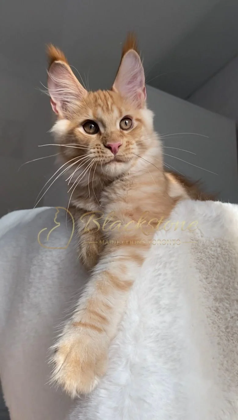 eZy Watermark_29-03-2026_09-24-40-2370PM.JPG