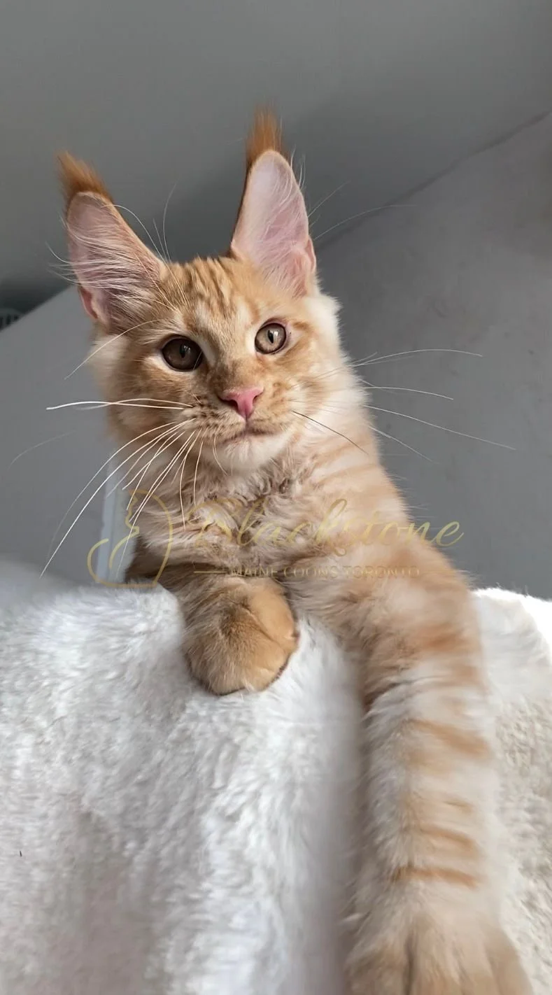 eZy Watermark_29-03-2026_09-24-40-3160PM.JPG