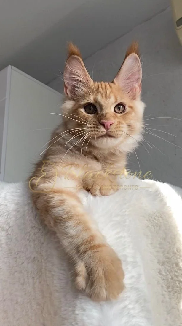 eZy Watermark_29-03-2026_09-24-40-3870PM.JPG