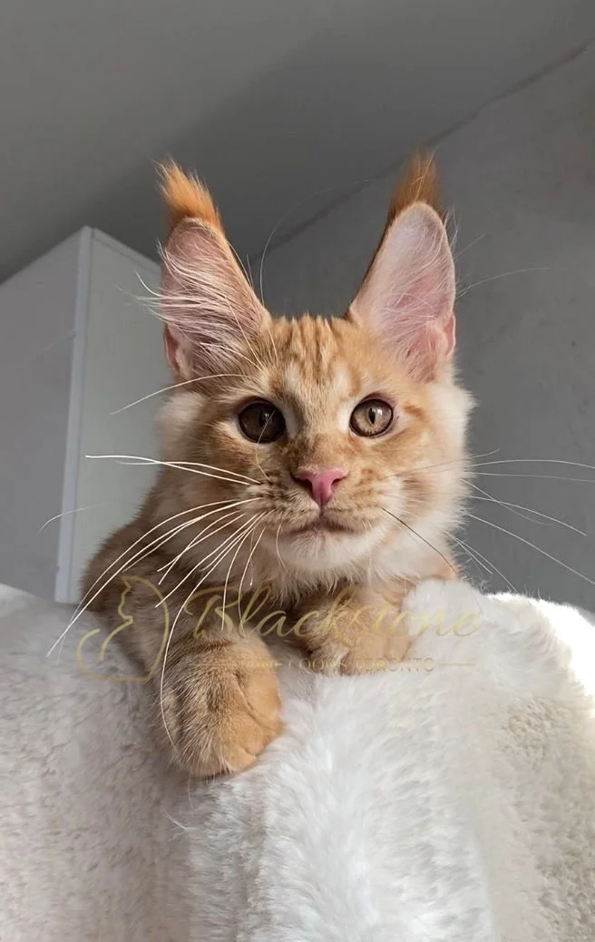 eZy Watermark_29-03-2026_09-24-40-4610PM.JPG