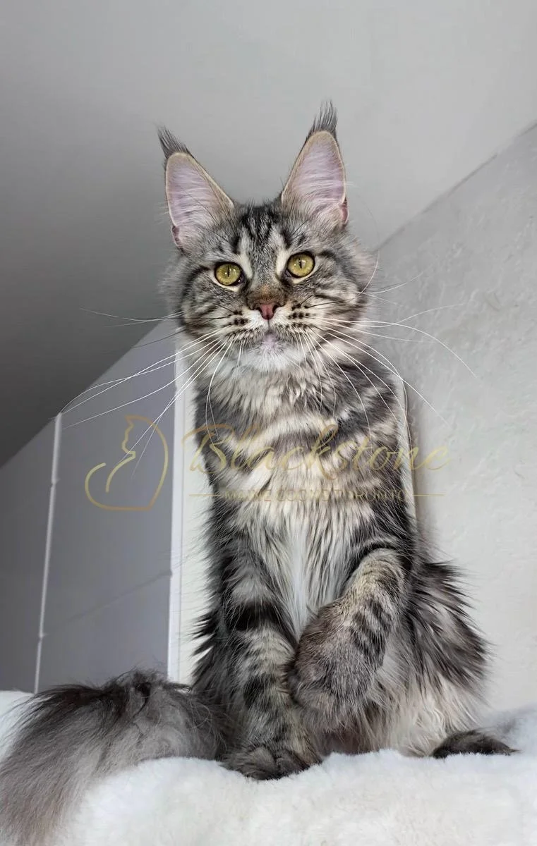 eZy Watermark_24-03-2026_01-26-21-8360PM.JPG