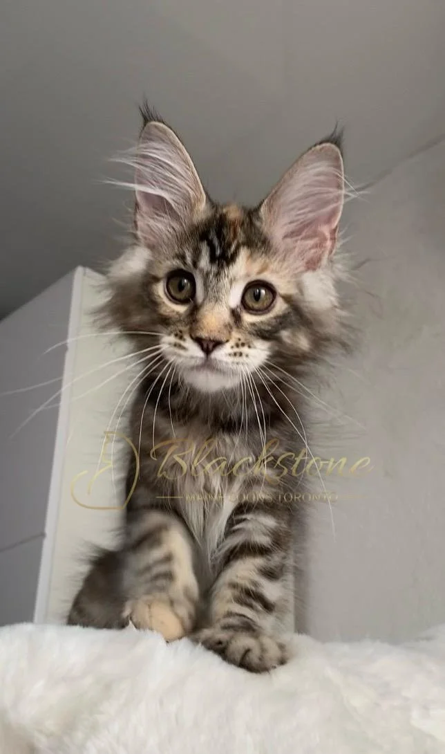 eZy Watermark_24-03-2026_11-46-07-1140AM.JPG