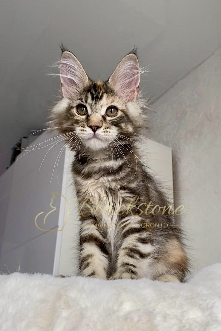 eZy Watermark_24-03-2026_11-46-07-3640AM.jpg