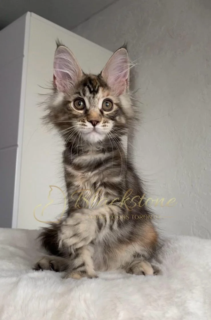 eZy Watermark_24-03-2026_11-46-07-4340AM.JPG