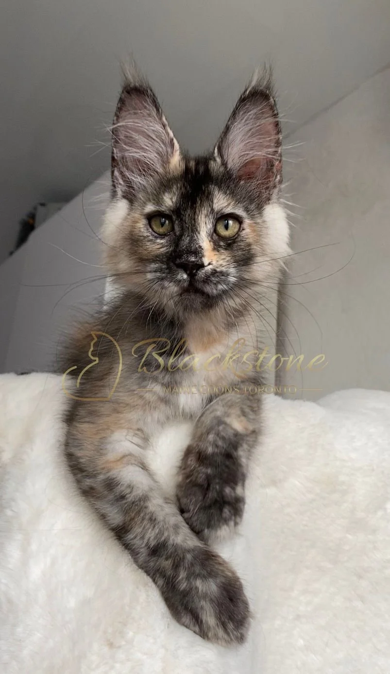 eZy Watermark_24-03-2026_11-48-37-3080AM.JPG