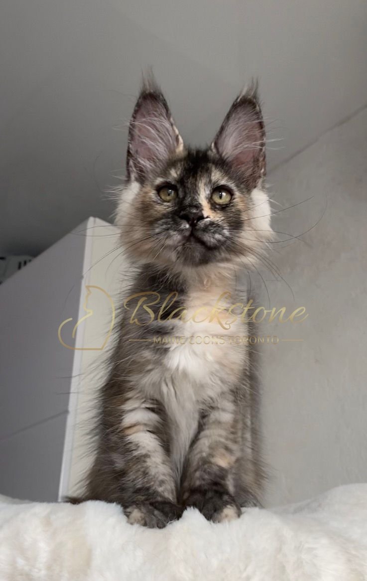 eZy Watermark_24-03-2026_11-48-37-4740AM.JPG