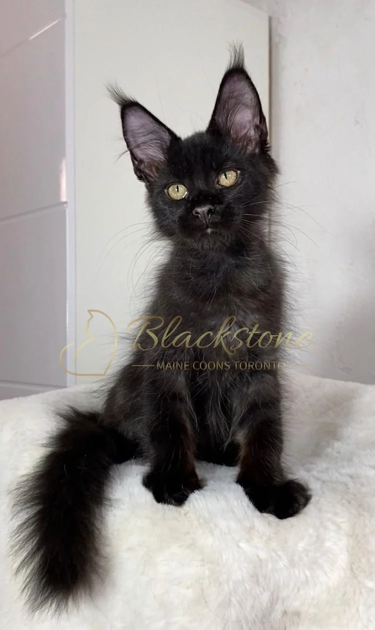 eZy Watermark_24-03-2026_12-57-16-4110PM.JPG