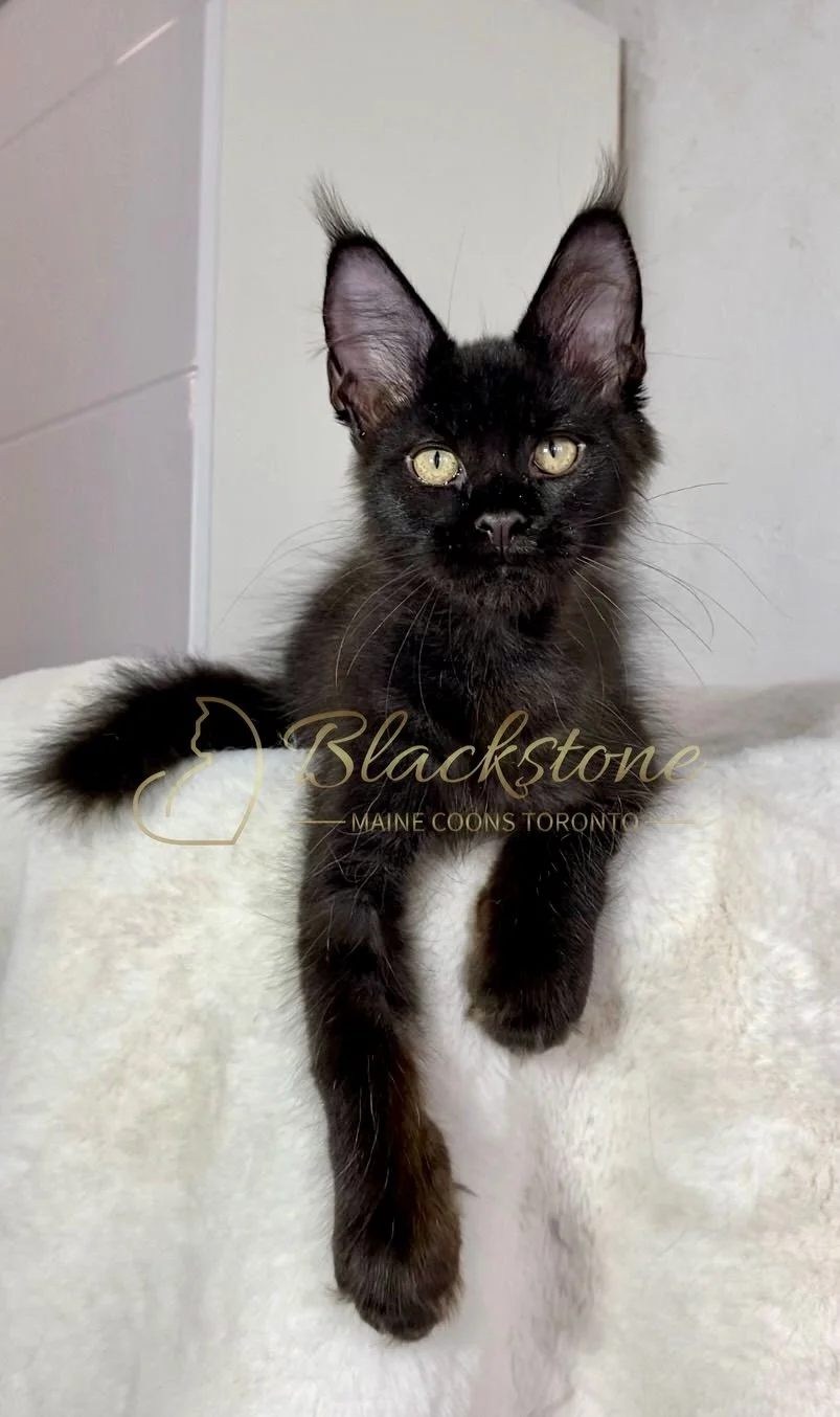 eZy Watermark_24-03-2026_12-57-16-6900PM.jpg