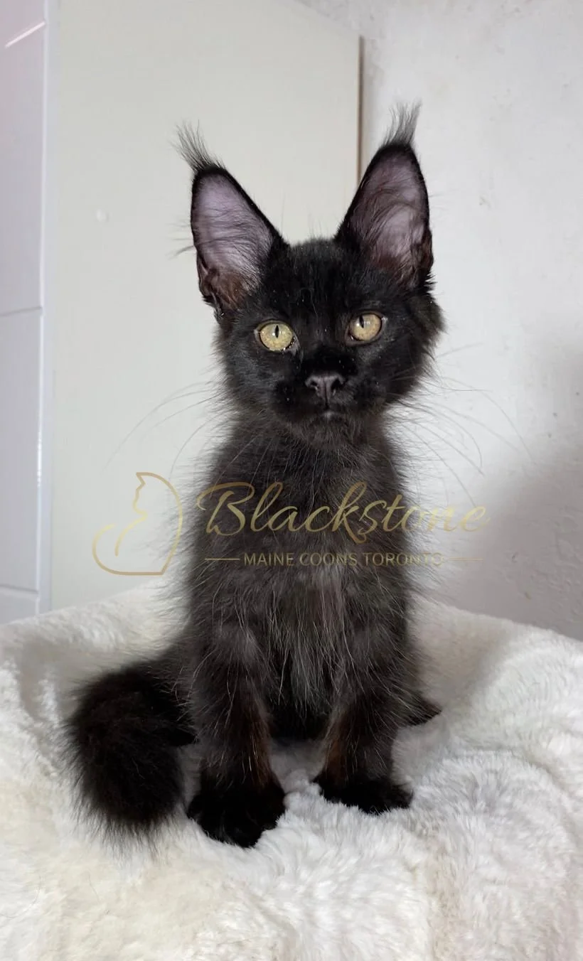 eZy Watermark_24-03-2026_12-57-16-7710PM.JPG