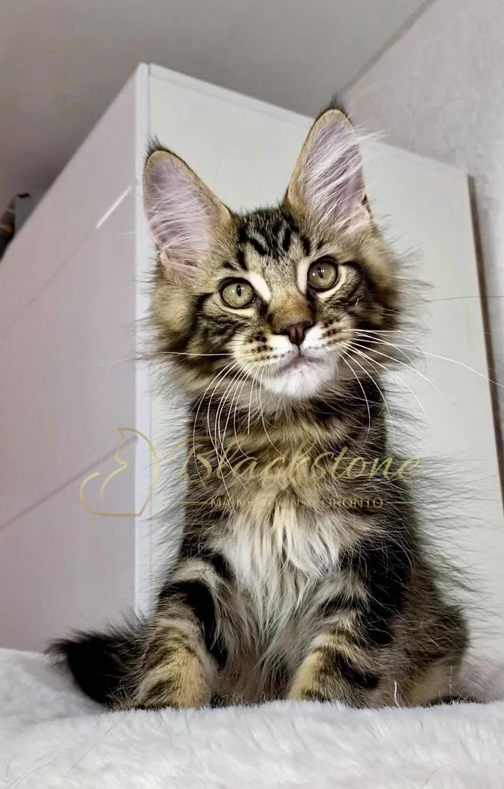 eZy Watermark_24-03-2026_01-05-02-5070PM.jpg