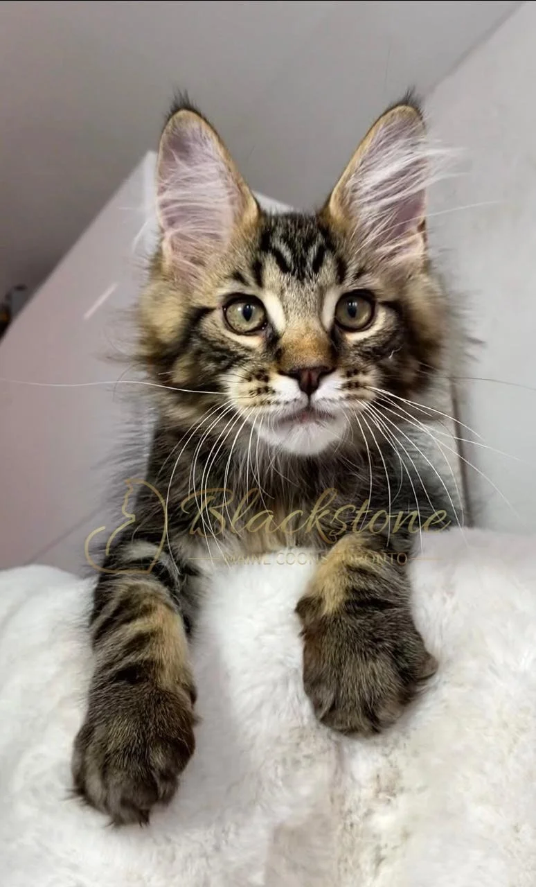 eZy Watermark_24-03-2026_01-05-02-3670PM.JPG