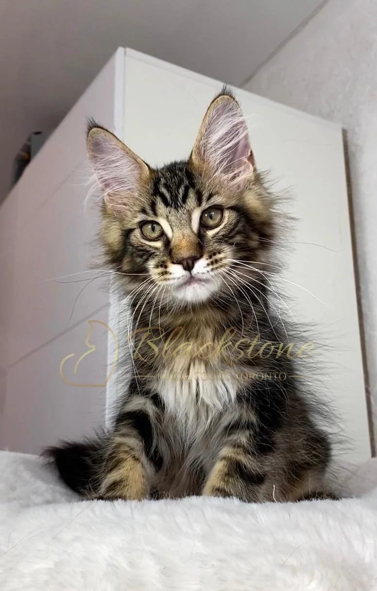 eZy Watermark_24-03-2026_01-05-02-5780PM.JPG