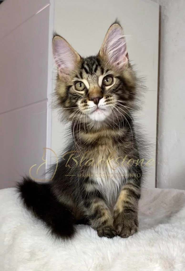 eZy Watermark_24-03-2026_01-05-02-8770PM.JPG