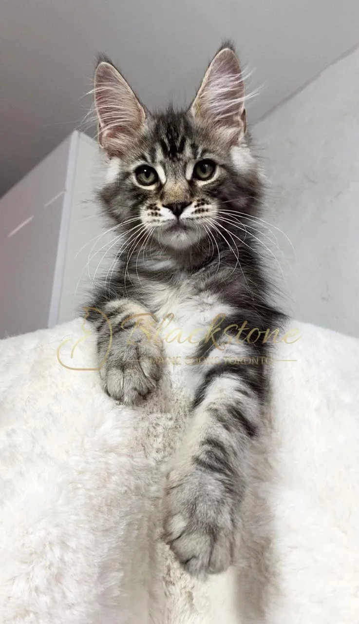 eZy Watermark_24-03-2026_01-08-26-5860PM.JPG