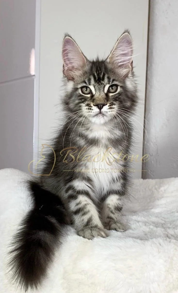 eZy Watermark_24-03-2026_01-08-26-7610PM.JPG