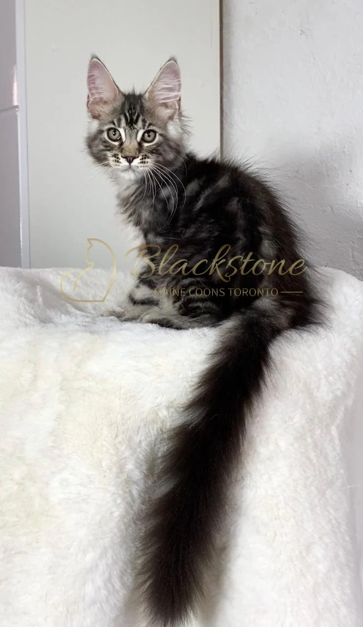 eZy Watermark_24-03-2026_01-08-26-8330PM.JPG