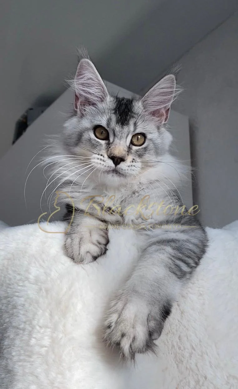 eZy Watermark_24-03-2026_01-26-21-9880PM.JPG