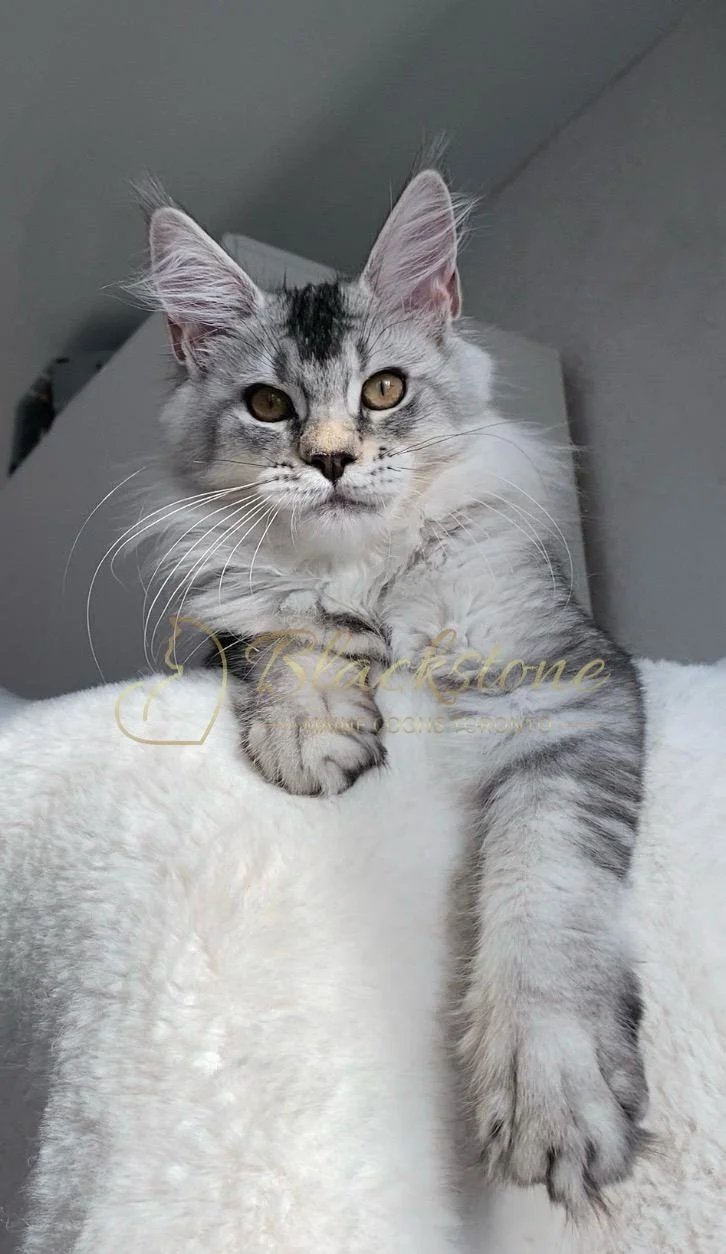 eZy Watermark_24-03-2026_01-26-21-9090PM.JPG