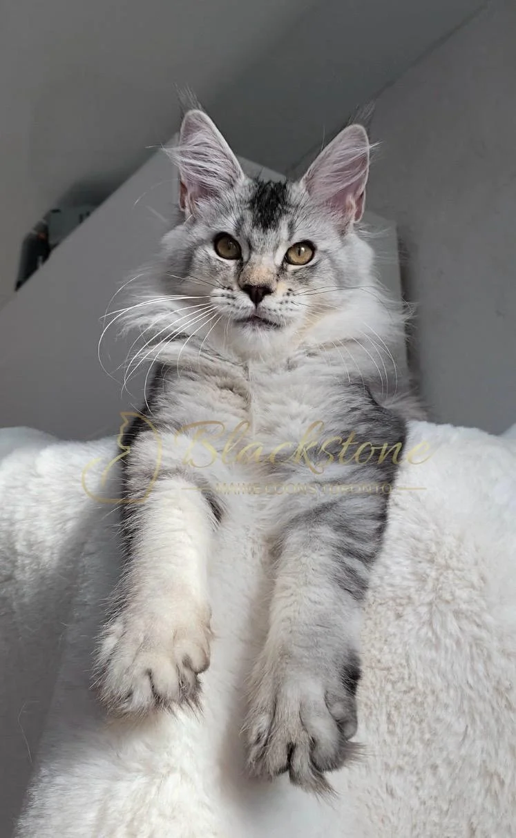 eZy Watermark_24-03-2026_01-26-22-0750PM.JPG