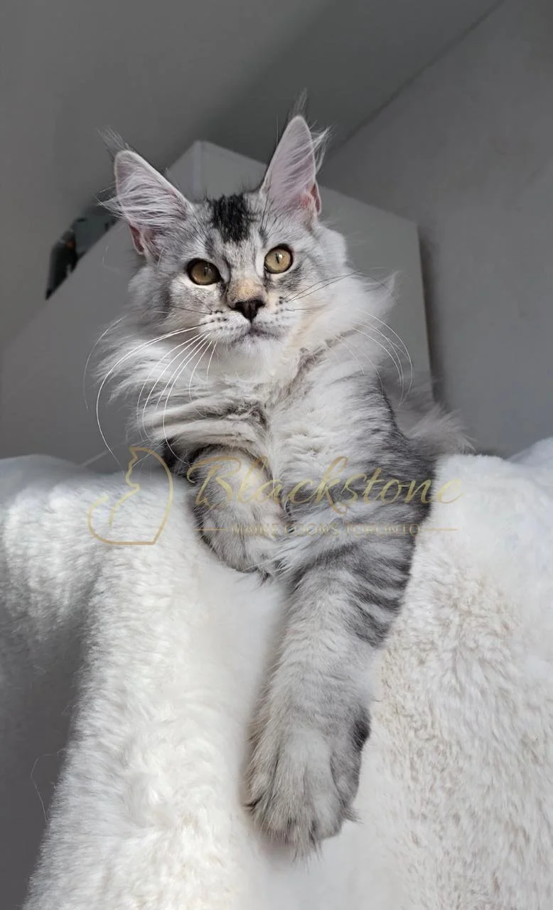 eZy Watermark_24-03-2026_01-26-22-1490PM.JPG