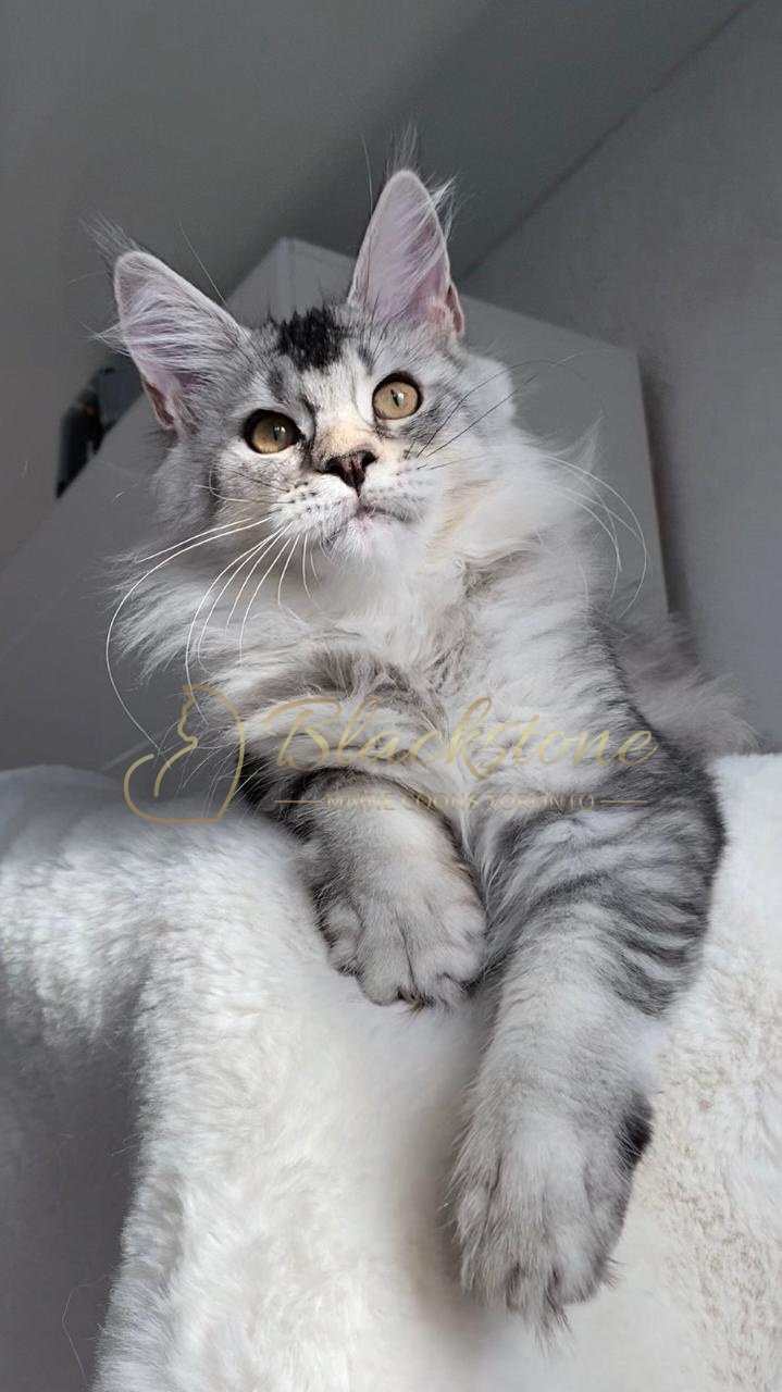 eZy Watermark_24-03-2026_01-26-22-2230PM.JPG