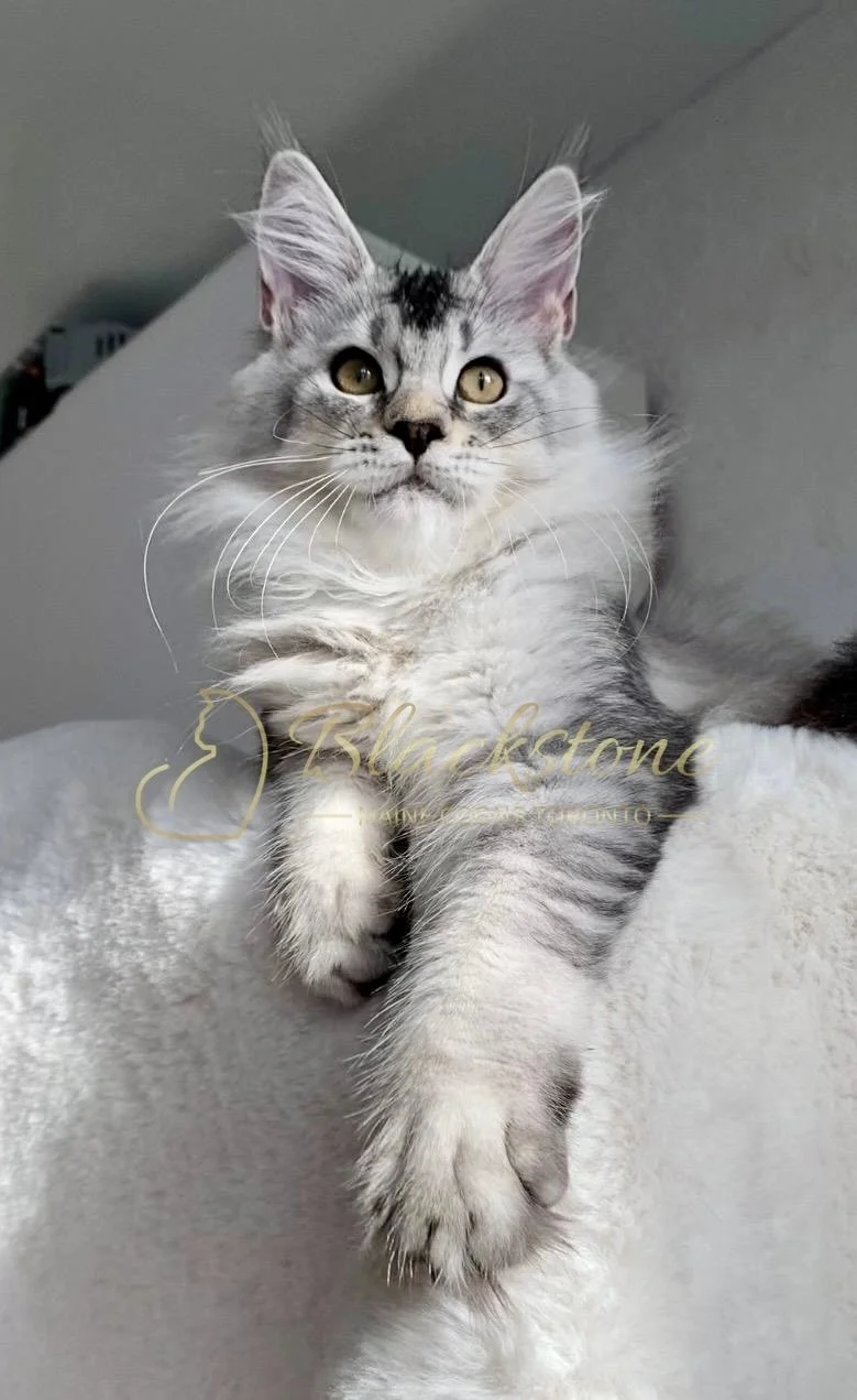 eZy Watermark_24-03-2026_01-26-22-2980PM.jpg