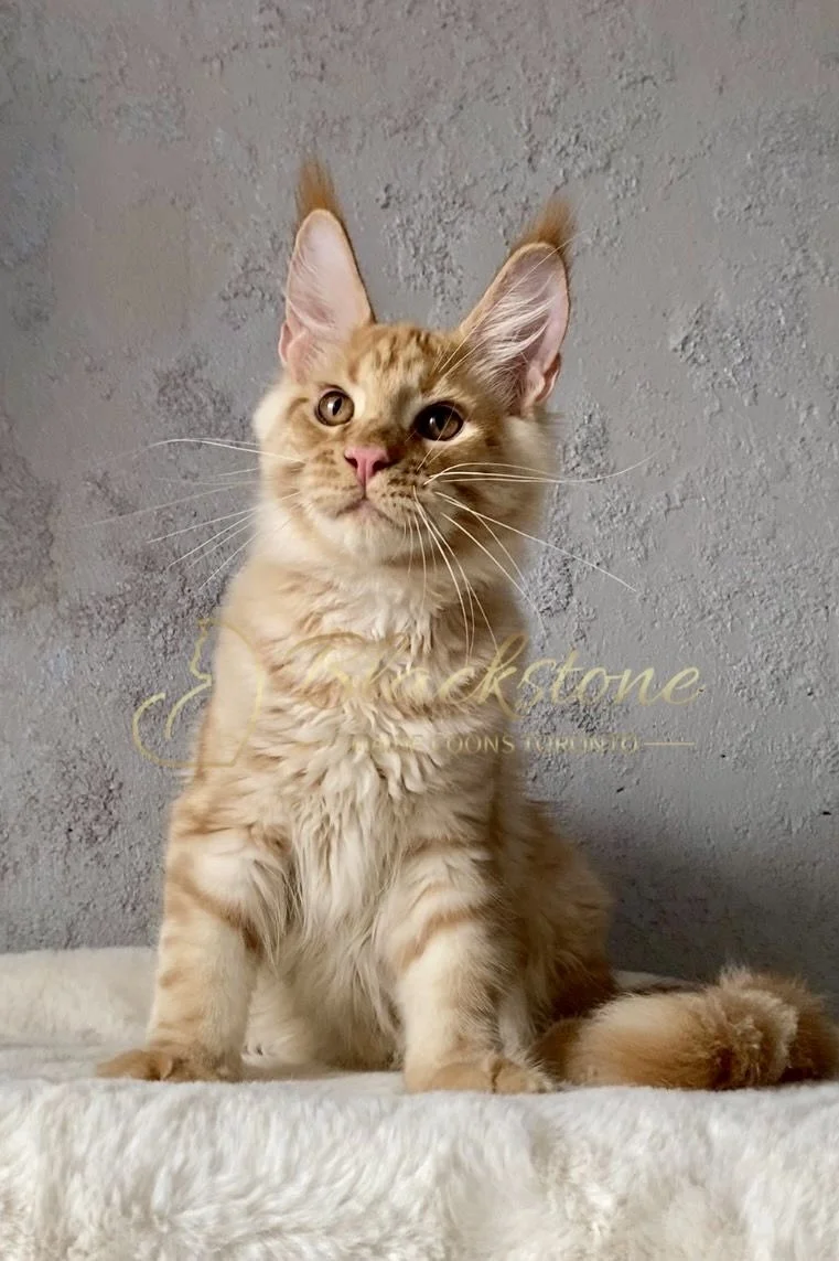 eZy Watermark_27-03-2026_01-41-00-5330PM.jpg