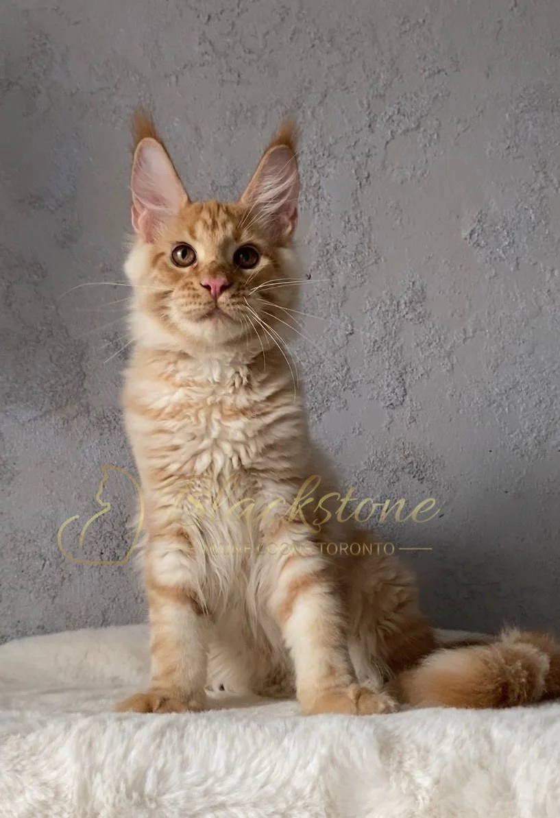 eZy Watermark_27-03-2026_01-41-00-6480PM.JPG